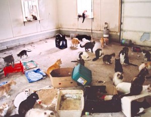 hoarding_animals-300x232