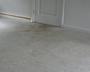 Carpet photo on tenant screening blog